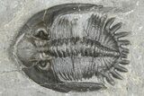 Mrakibina Trilobite - Mrakib, Morocco #363133-4